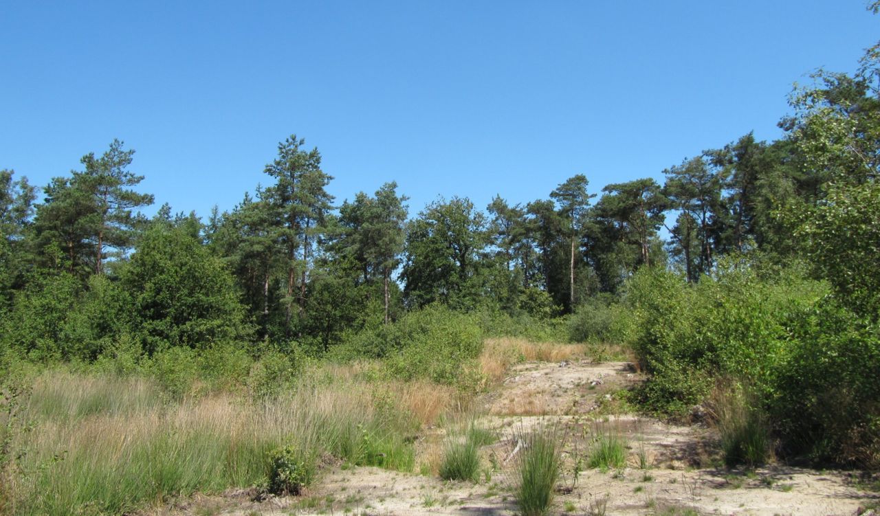 De Adder voelt zich goed in een mozaïek landschap van zonbeschenen bosranden, structuurrijke heide en graslanden en droge en natte plekken. (Foto: Ilf Jacobs)