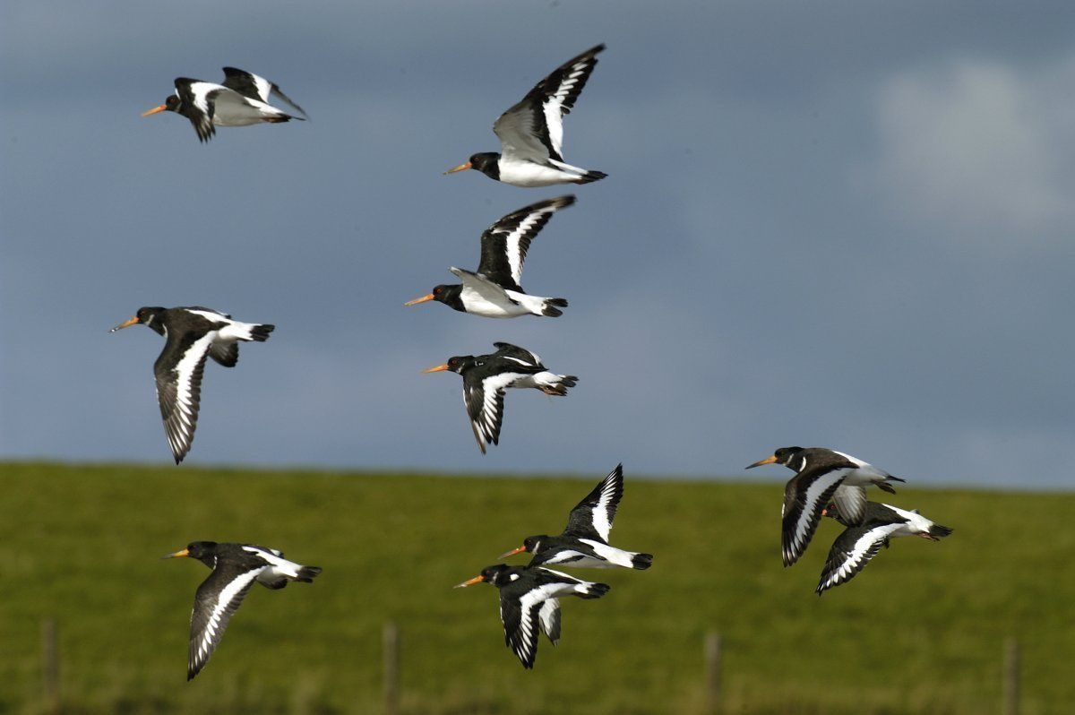 Scholeksters (foto: Piet Munsterman)