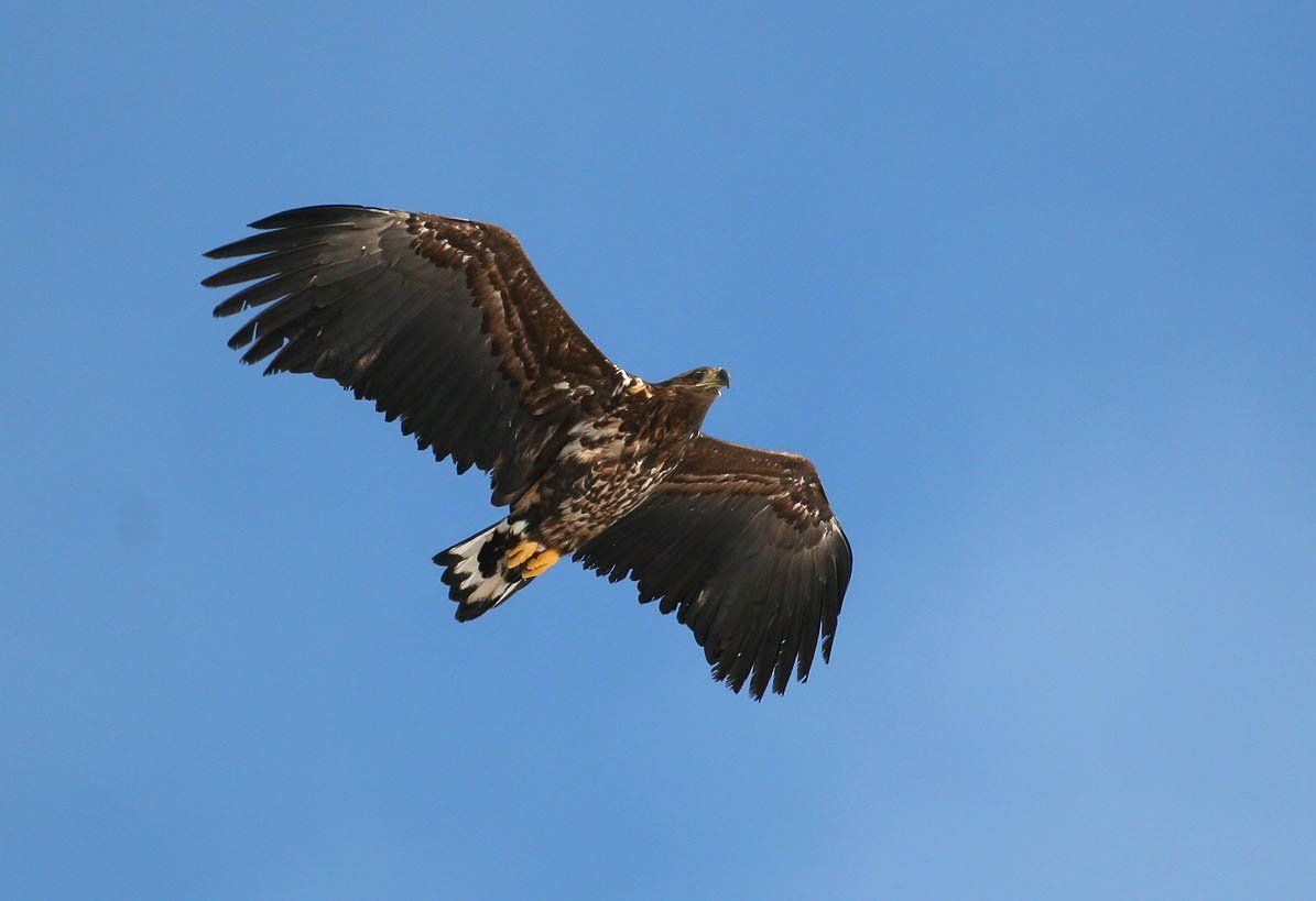 Zeearend (foto: Bart Vastenhouw)