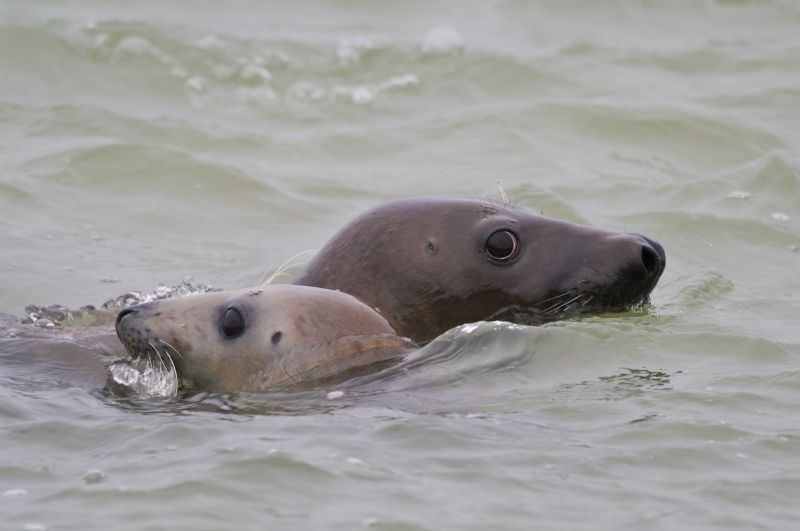 Grijze zeehonden (foto: Rik Kruit)