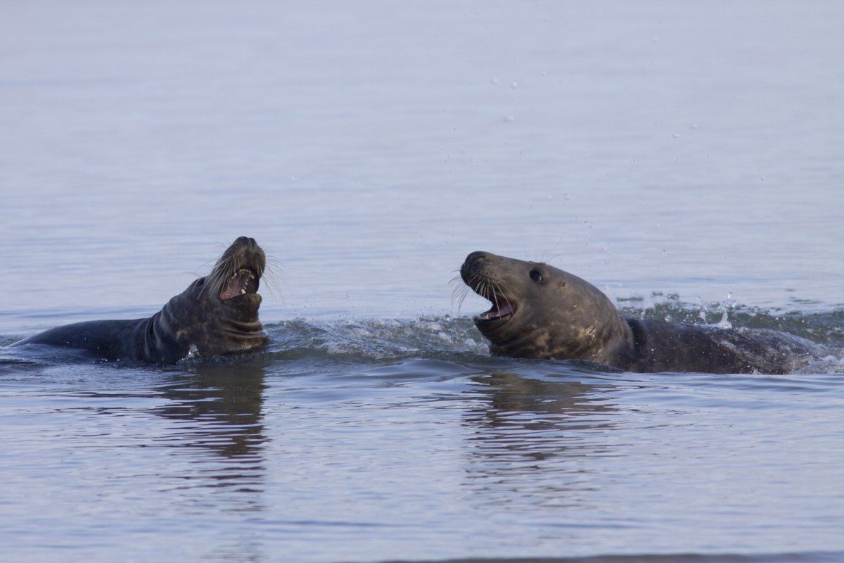 Grijze zeehonden (foto: Mark Zekhuis)