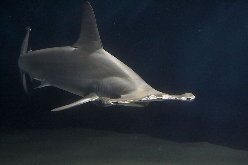 Scalloped hammerhead, Geschulpte hamerhaai (foto: Suneko)