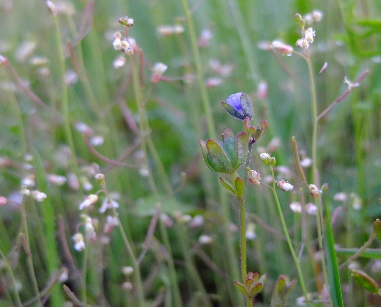 Handjesereprijs met handvormige bladeren, blauwgroene doosvruchten en stengel vol klierharen (Foto: Kevin Lambeets)