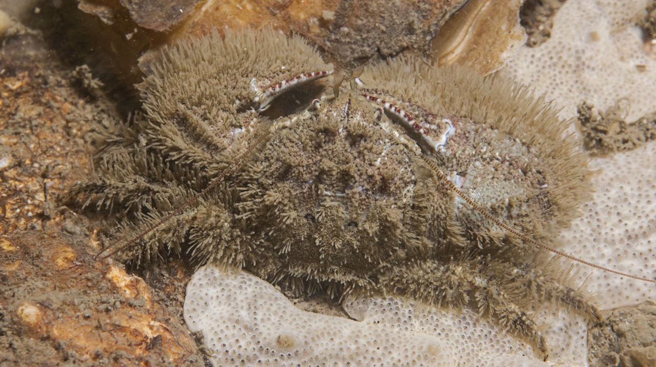 Het Harig porceleinkrabbetje is al jaren massaal in de Oosterschelde aanwezig (foto: Peter H van Bragt)