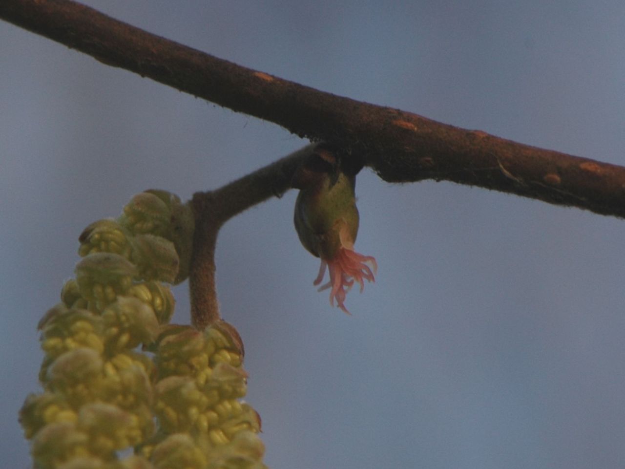 Hazelaar in bloei. Een vrouwelijke bloem met rode stempels naast een mannelijk katje (foto: Wout van der Slikke)