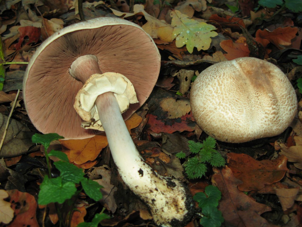 Hazelhoenchampignon (foto: Martijn Oud)