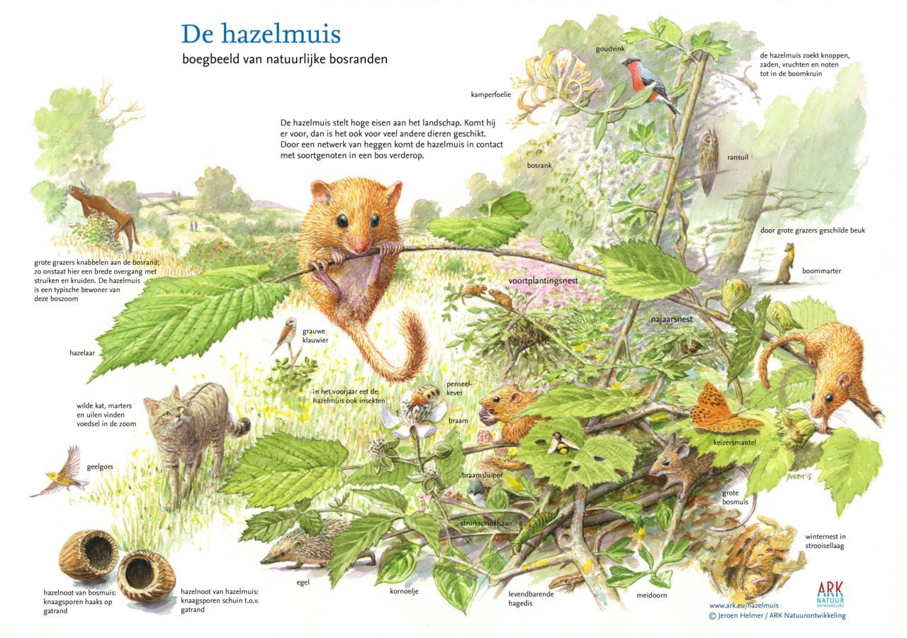 De hazelmuis: Boegbeeld van natuurlijke bosranden (illustratie: Jeroen Helmer)