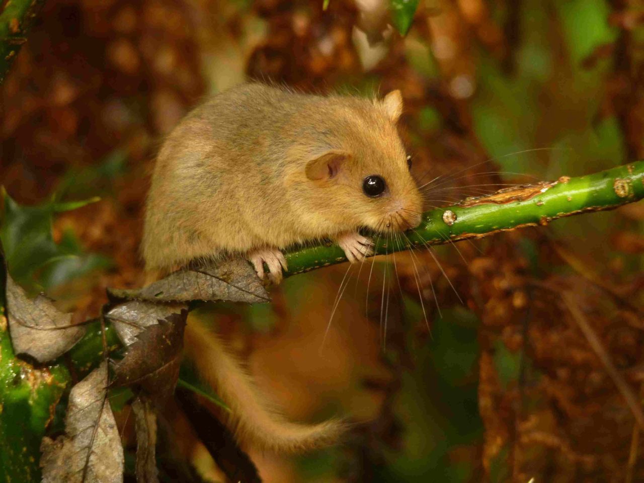 Hazelmuis (foto: Ruud Foppen)