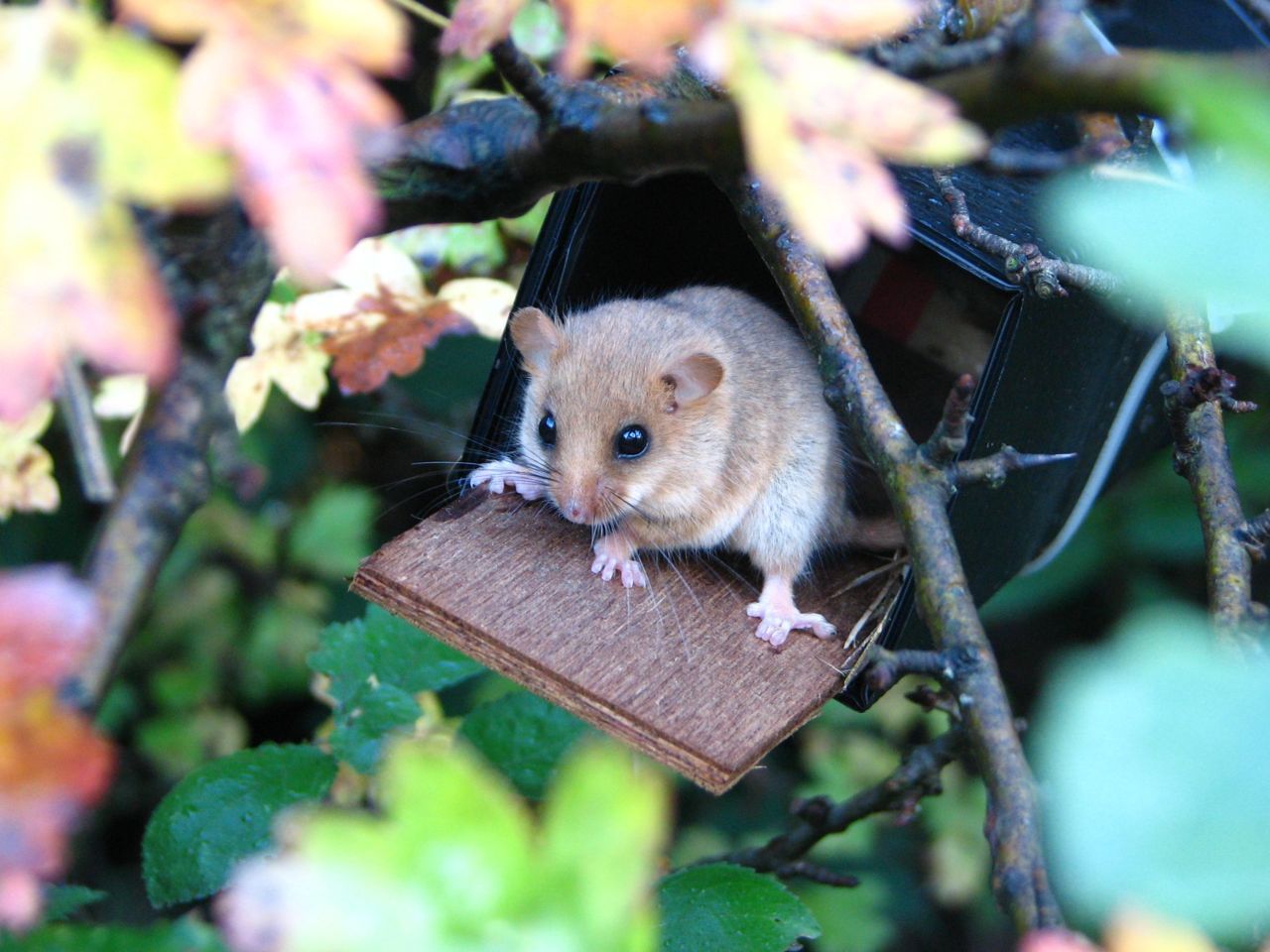 Onderzoek met behulp van nestbuizen levert heel wat interessante info op (foto: Goedele Verbeylen)