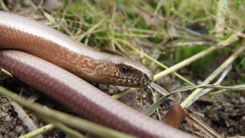 Eén van de aangetroffen hazelwormen (foto: Dimitri Emond en Jeroen Brandjes)