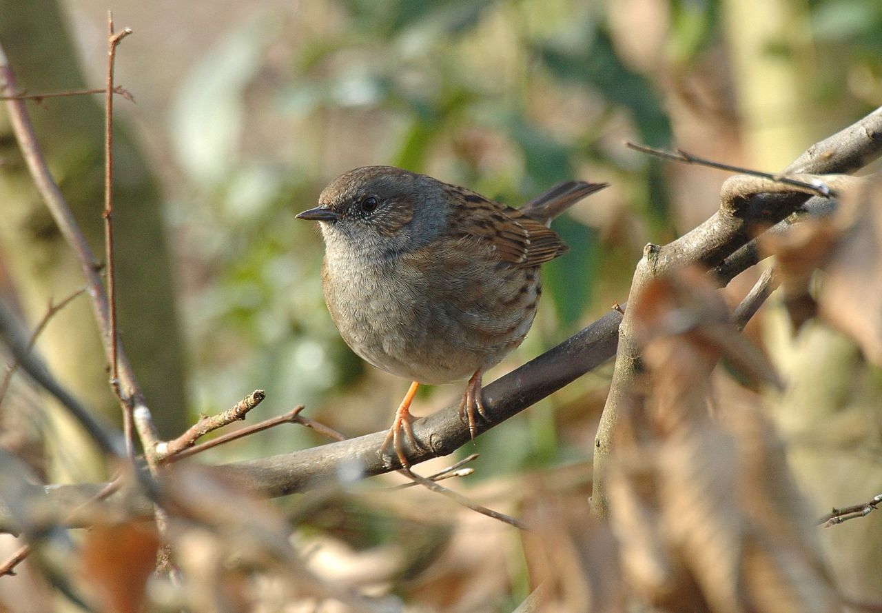 Heggenmus (foto: Ruud van Beusekom)