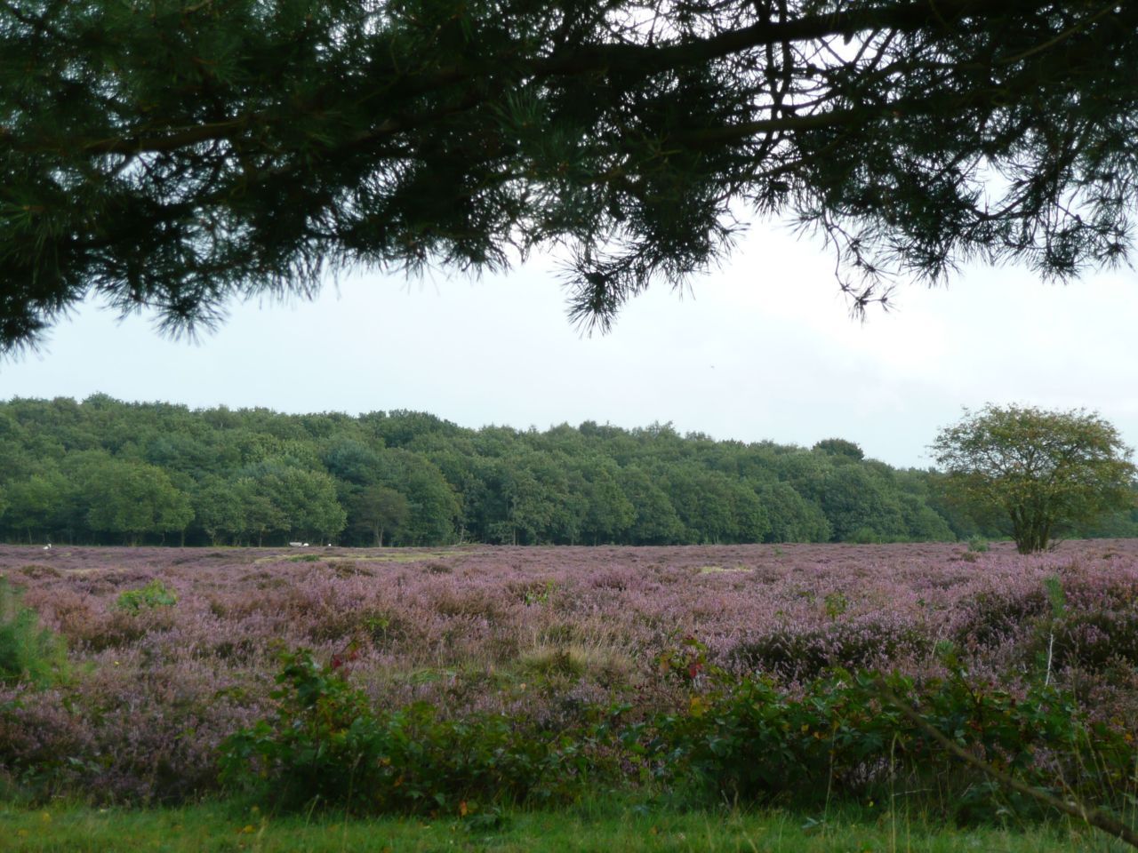 Heideveld in bloeitijd (foto: Els van der Slikke)