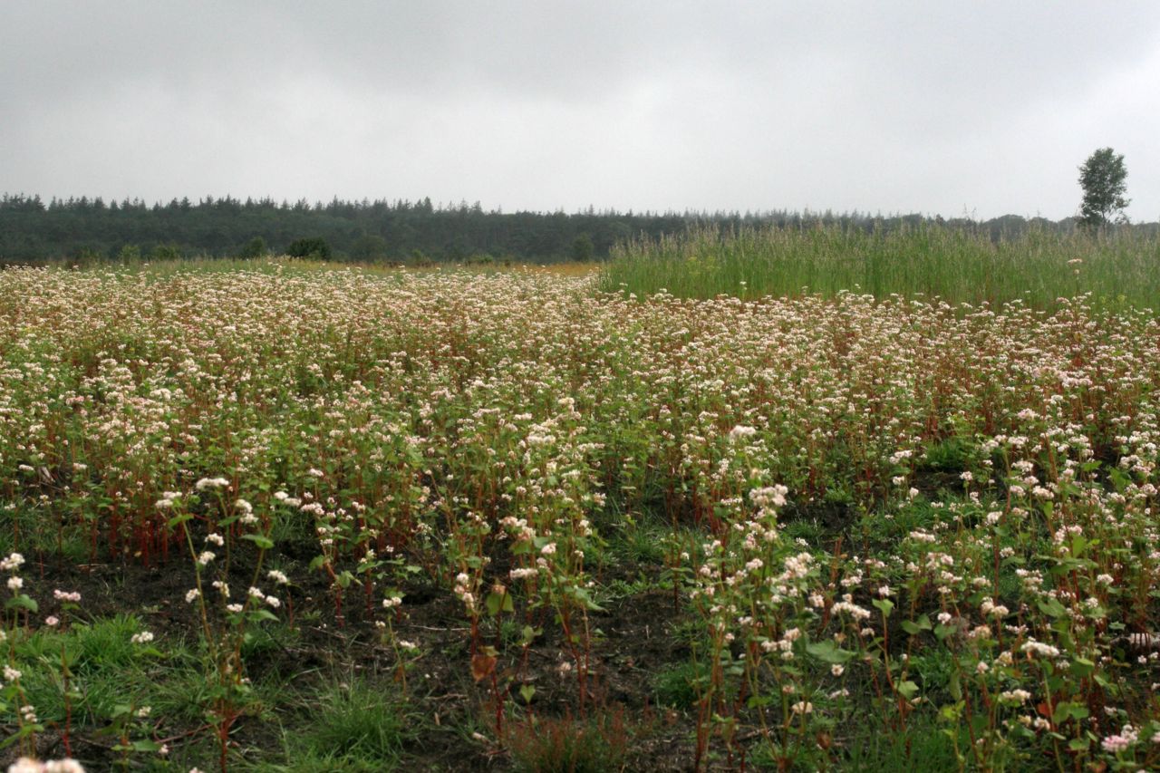 Heideakker (foto: Joost Vogels)