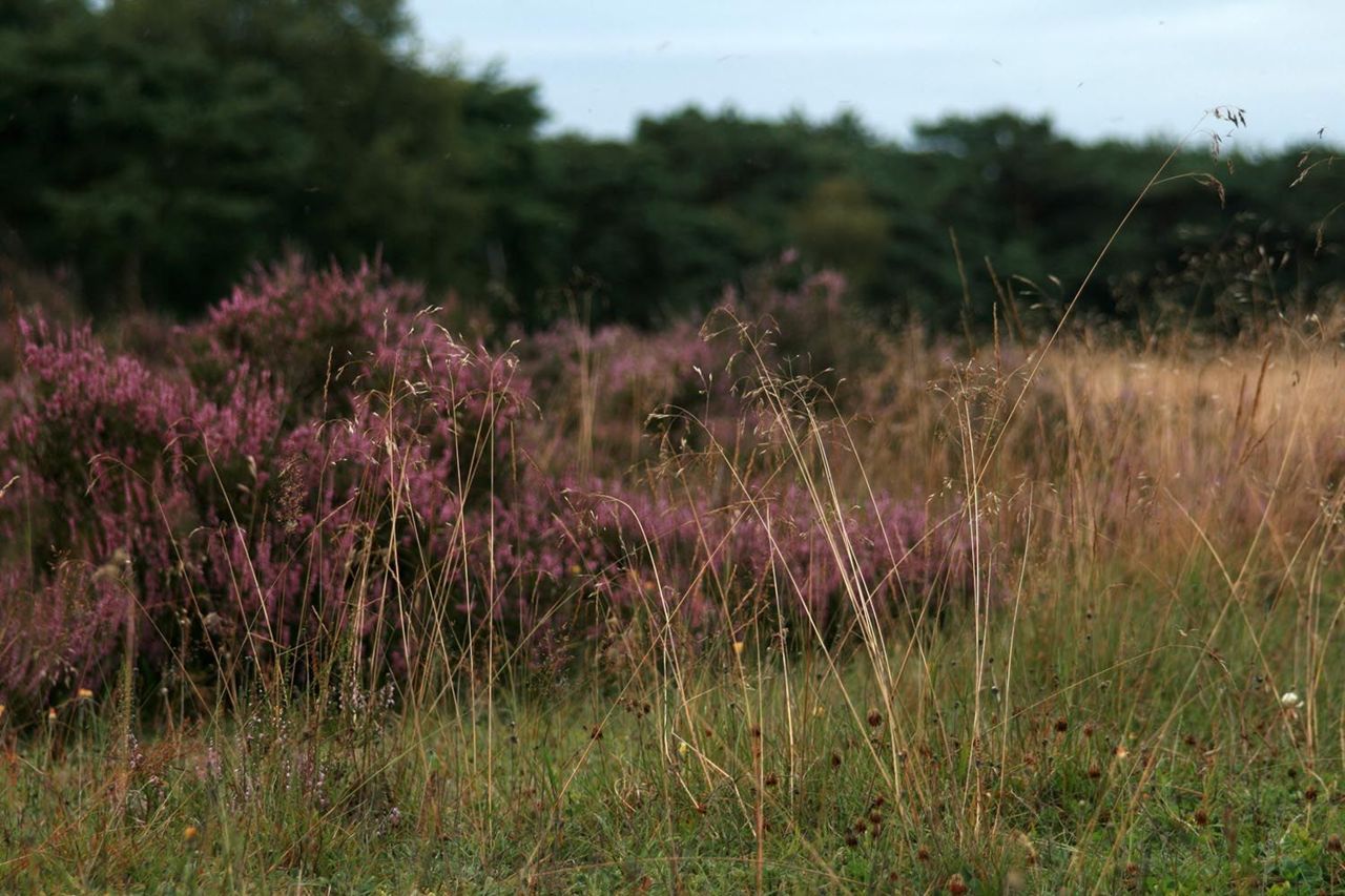 Heideakker (foto: Joost Vogels)