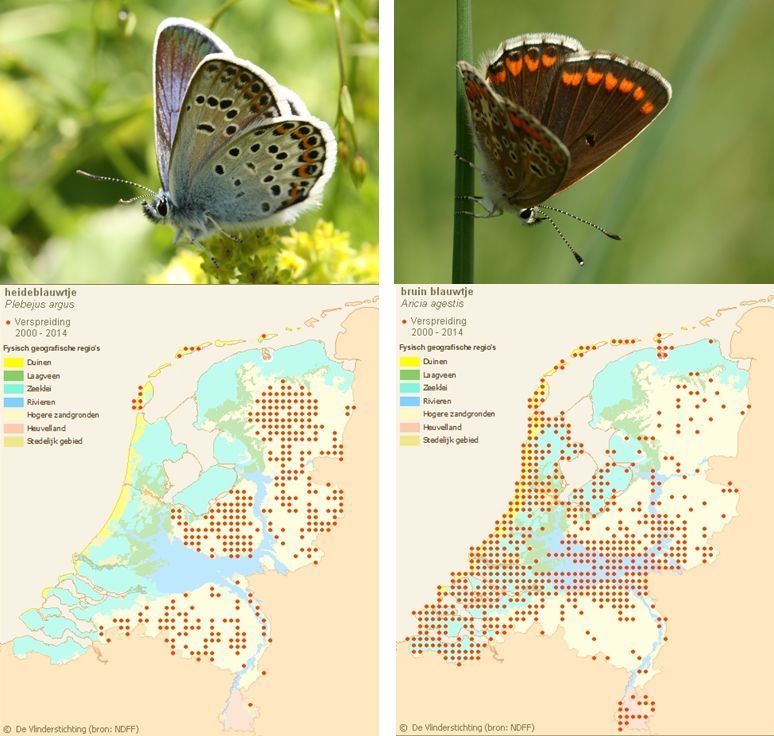 Heideblauwtje (links) en bruin blauwtje (foto’s: Kars Veling, kaartjes www.vlindernet.nl)