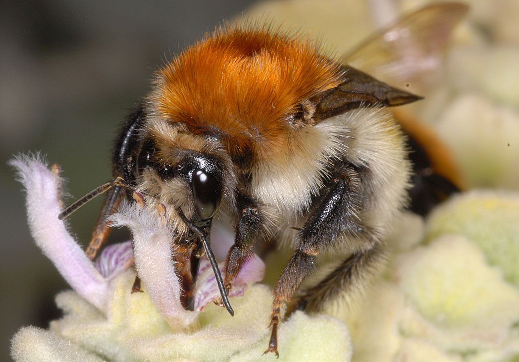 Heidehommel (foto: Pierre Rasmont)