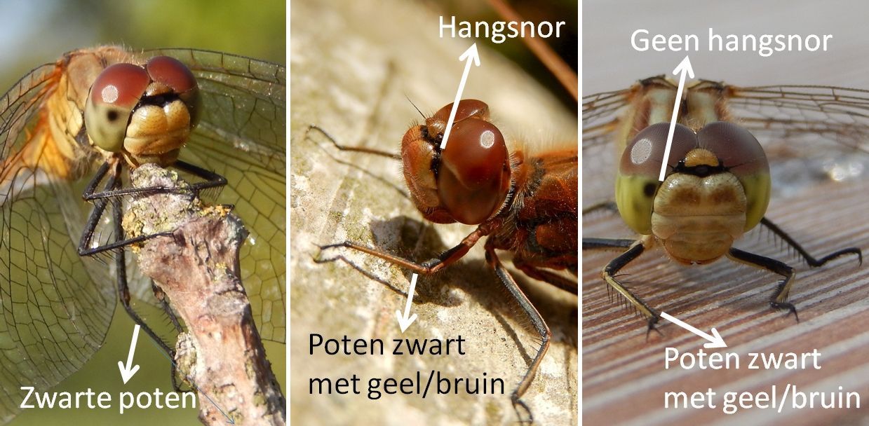 De drie besproken heidelibellen: v.l.n.r. bloedrode, steenrode en bruinrode heidelibel (foto’s: Kars Veling)