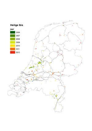 Kaart: Meldingen van heilige ibis in Nederland op basis van losse waarnemingen. De kleur van de stip geeft het jaar van de meest recente melding in het betreffende kilometerhok in de periode 2006-2012. Meldingen uit meerdere kilometer-hokken kunnen betrekking hebben op hetzelfde rondzwervende individu (bron: waarneming.nl)