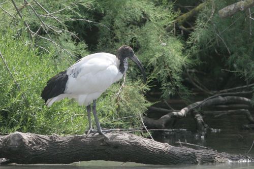 Heilige ibis (foto: Arjan Boele)