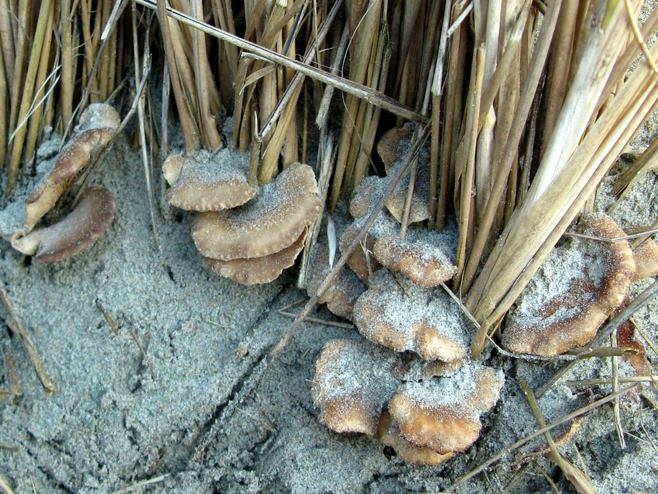 Geelbruine helmharpoenzwammen aan de voet van Helm, bestoven met zand (foto: Martijn Oud)