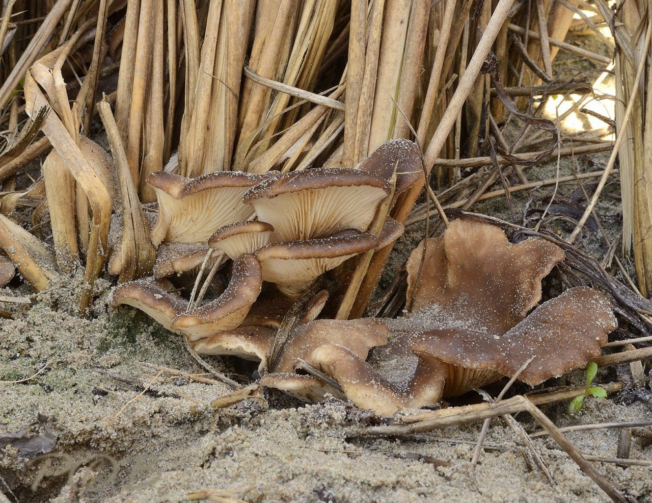 Geelbruine helmharpoenzwammen (foto: Piet Brouwer)