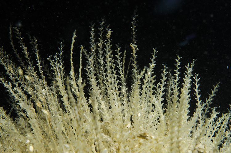 Sertularella elisii van twee tot drie meter diepte op Noordzeestrand van Walcheren, 2014 (foto: Peter H van Bragt)