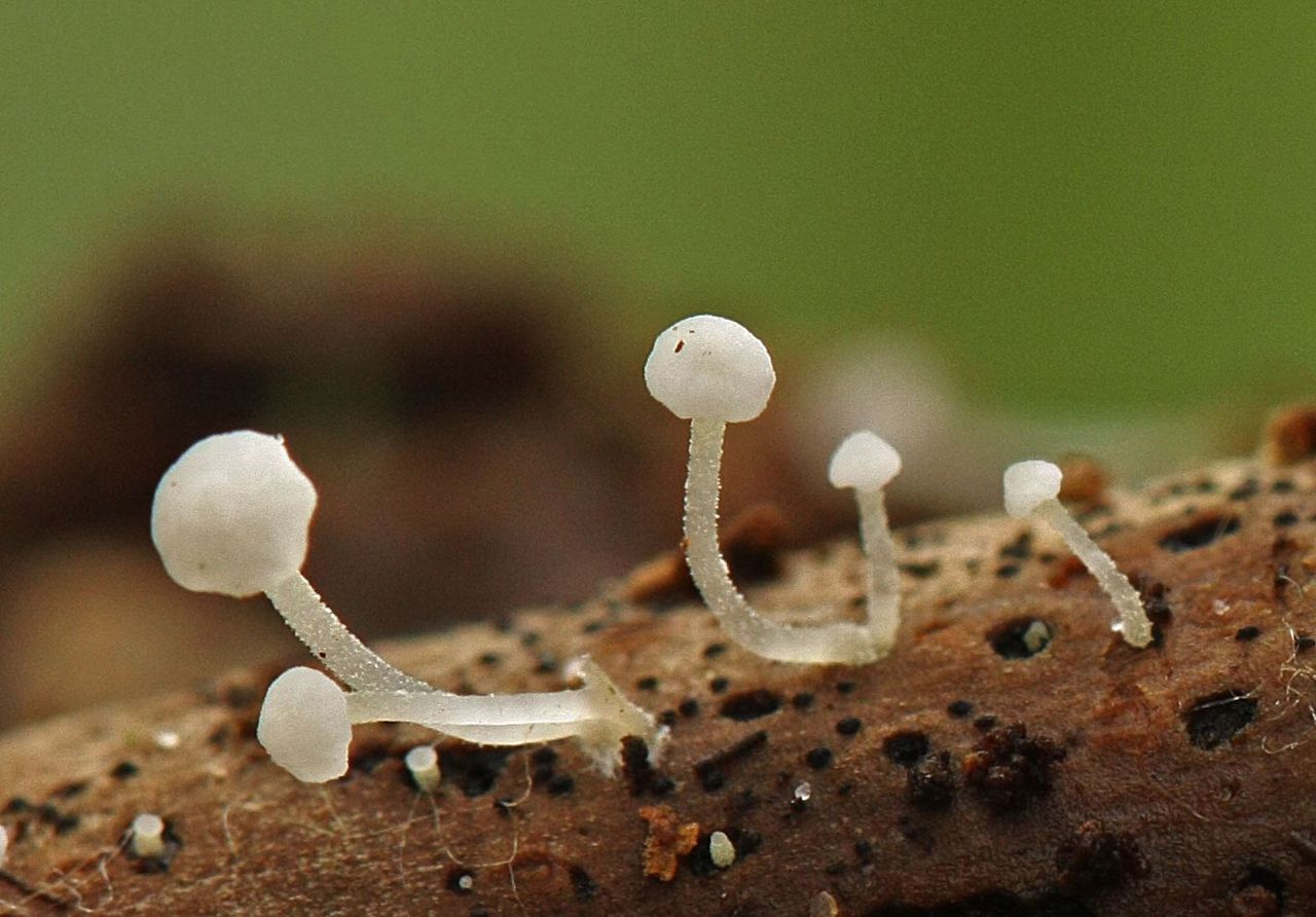 Waarschijnlijk hemimycena soort (foto: Menno Boomsluiter)