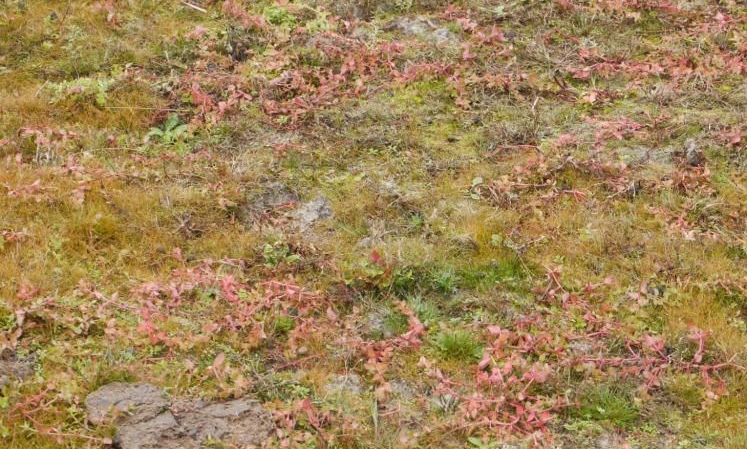 Herfstaspect van Schijngenadekruid (rood) op een bedje van Naaldwaterbies (oranjebruin) (foto: Maurice Jansen)