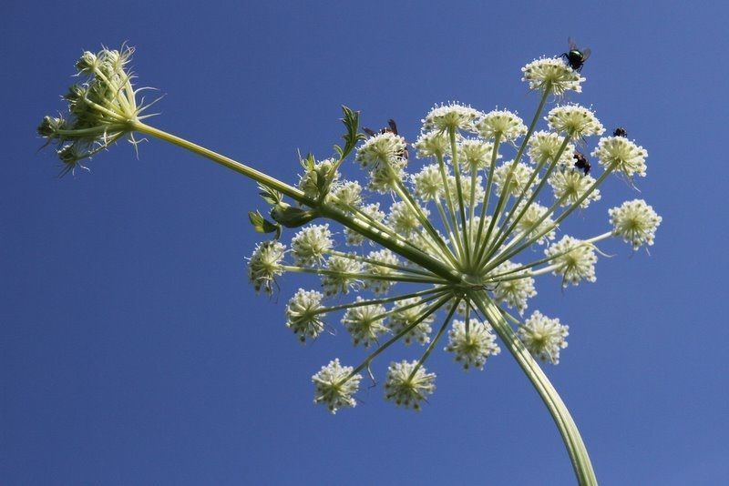 Hertswortel komt voor op zonnige plaatsen op droge kalkrijke grond (foto: Johannes Jansen)