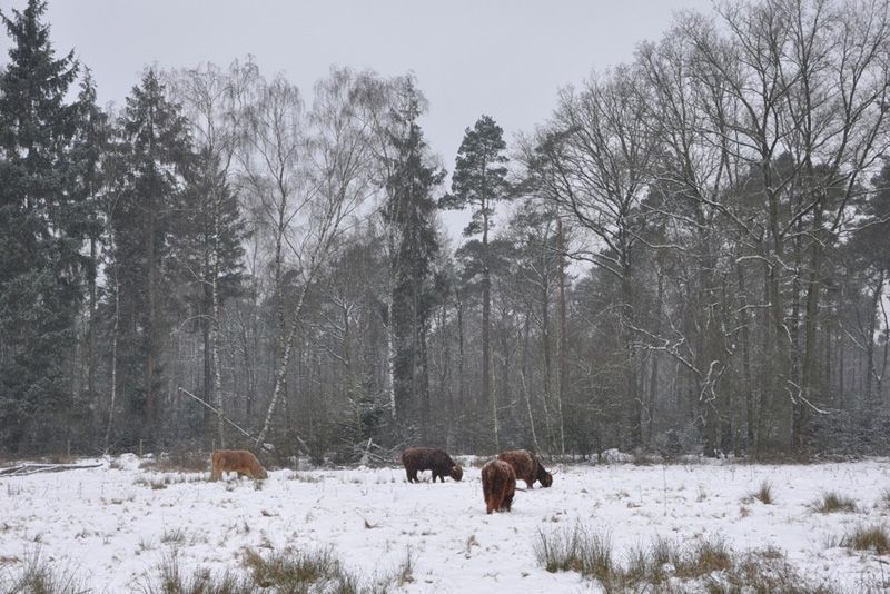 Schotse Hooglanders in de Hertenkamp (foto: Arjen Boerman)