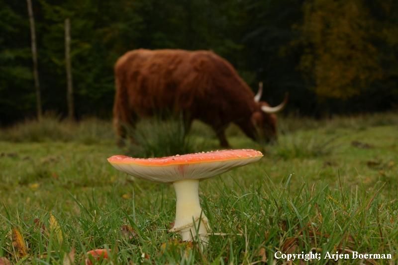 Schotse hooglanders (foto: Arjen Boerman, FREE Nature)