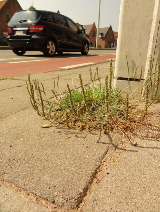 Hertshoornweegbree gedijt ook tussen straatstenen (foto: Wim Verheyden)