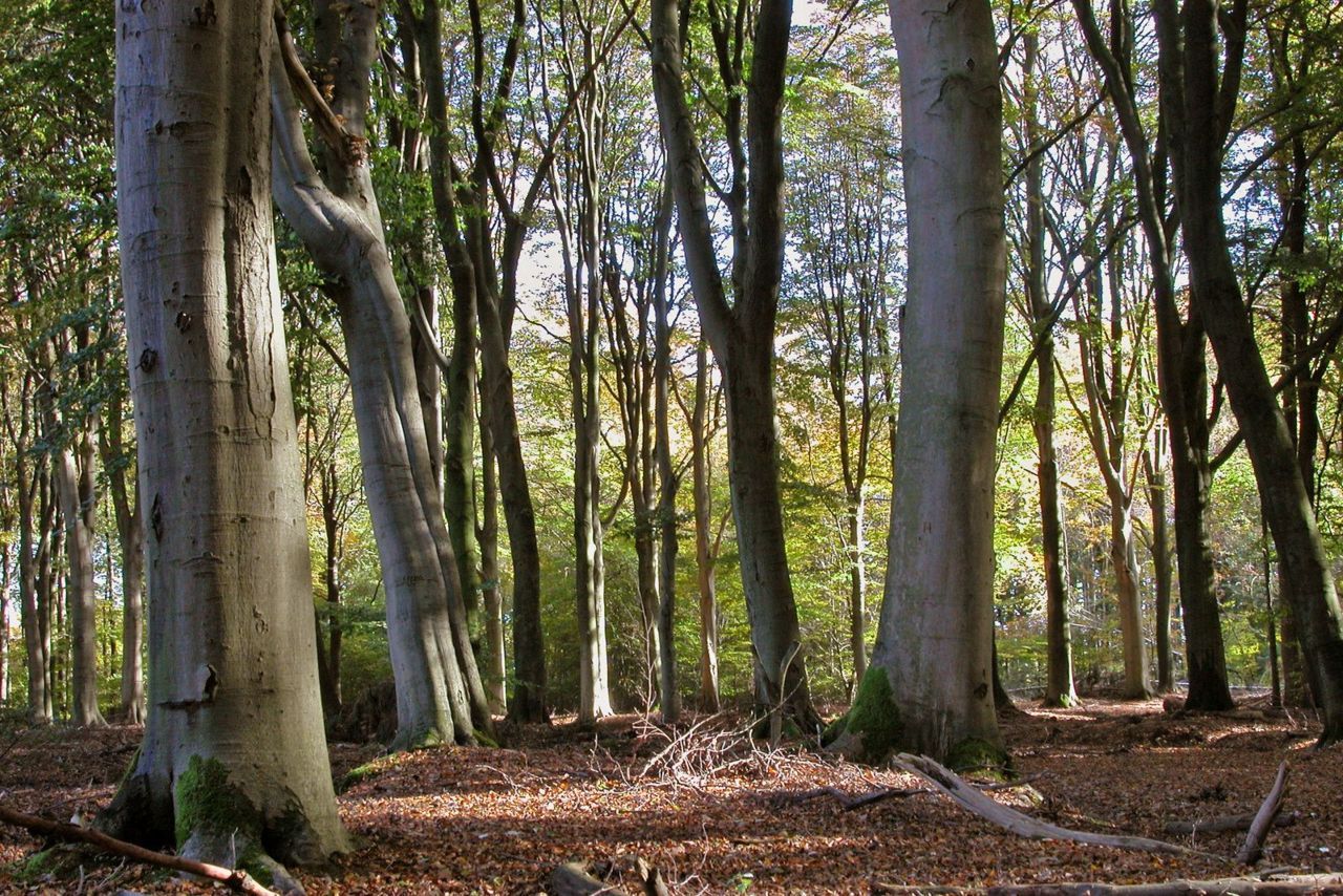 Dikke beuken op het Landgoed Het Holthuis (foto: Gerben Winkel)