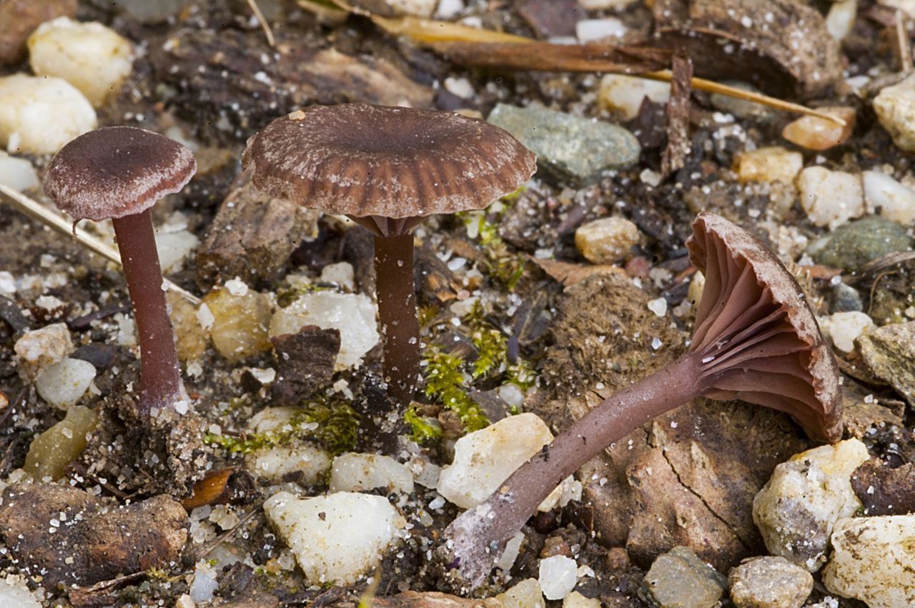 Het Purpertrechtertje (Omphalina demissa) is terug van weggeweest (foto: Nico Dam)