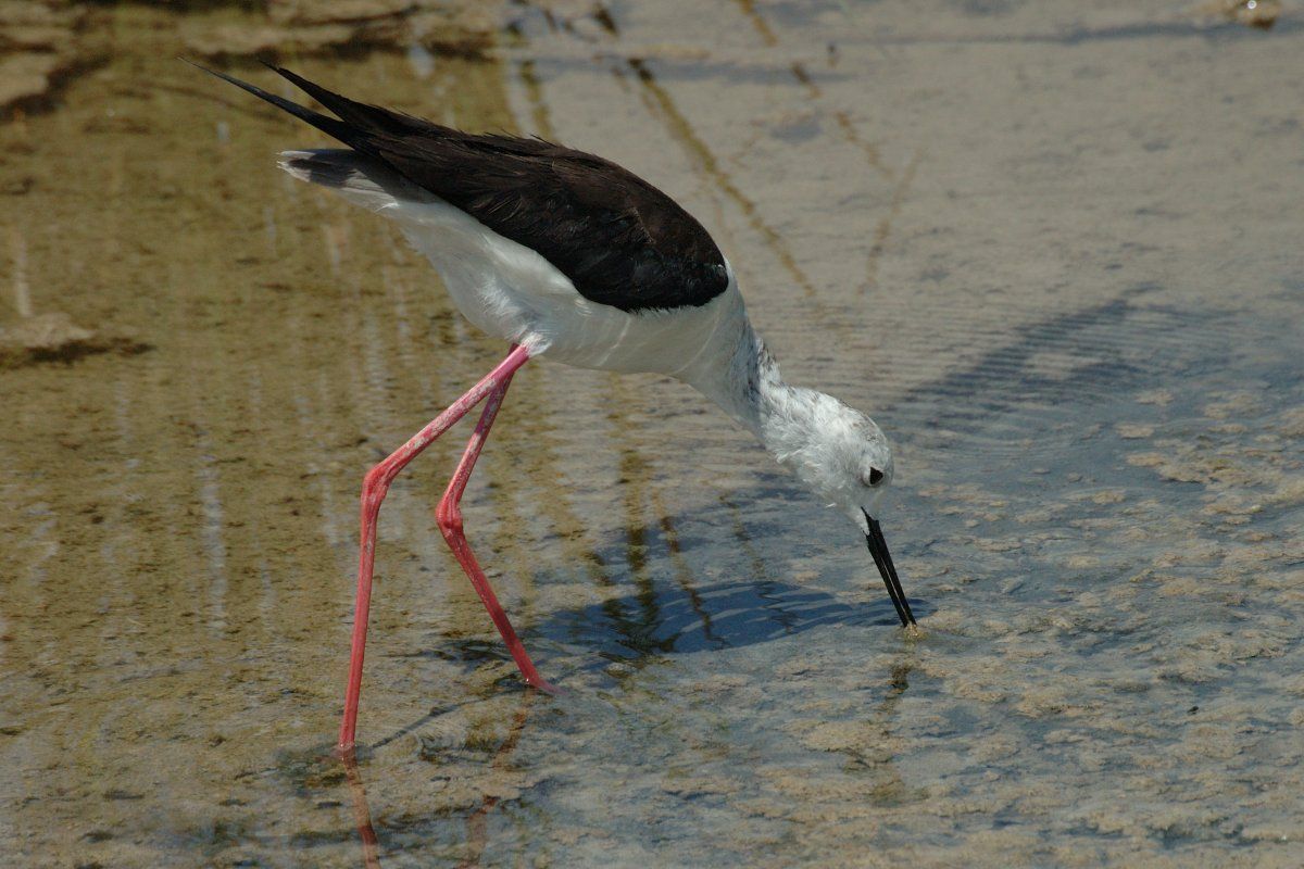 De steltkluut, een van de vogels in de toekomstige Vogelatlas (foto: Jan van der Straaten)