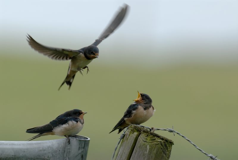 Boerenzwaluwen (foto: Saxifraga-Piet Munsterman)