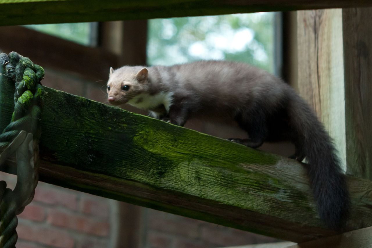 Vrouwtjes zijn streng voor hun dochters, zij beschermen hun territorium voor alleenrecht over de beschikbare voedselbronnen en schuilplaatsen(foto: Hugh Jansman)