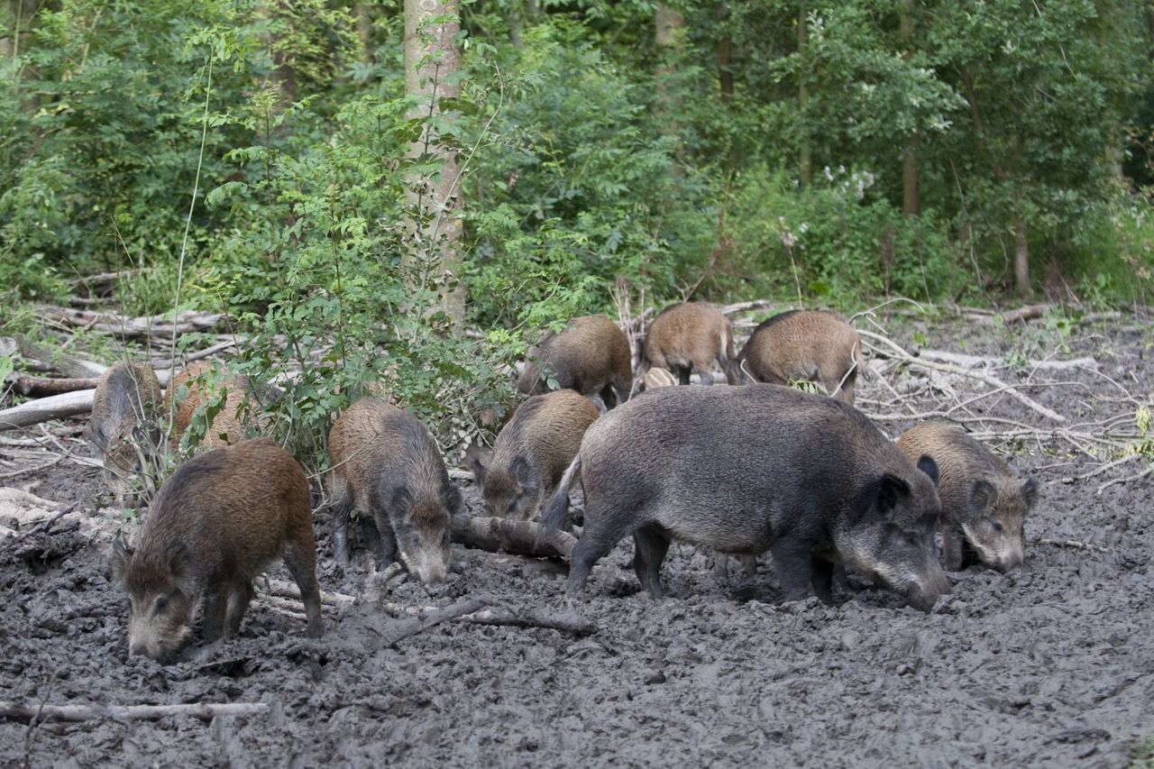 Wilde zwijnen (foto: Hugh Jansman)