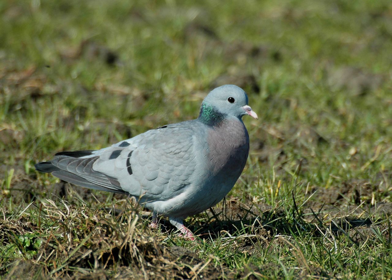 Holenduif in grasveld (foto: Ruud van Beusekom)