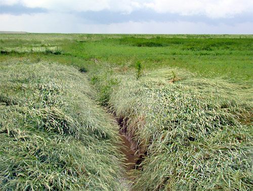 Zeekweek in de Holwerterwestpolder (foto: Vogelbescherming Nederland)