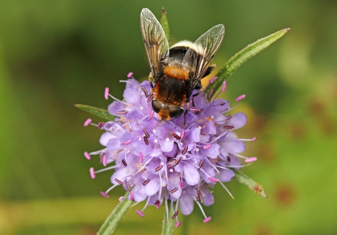 Hommelbijvlieg op Blauwe knoop (foto: Paul Wouters-Marianne Horemans)