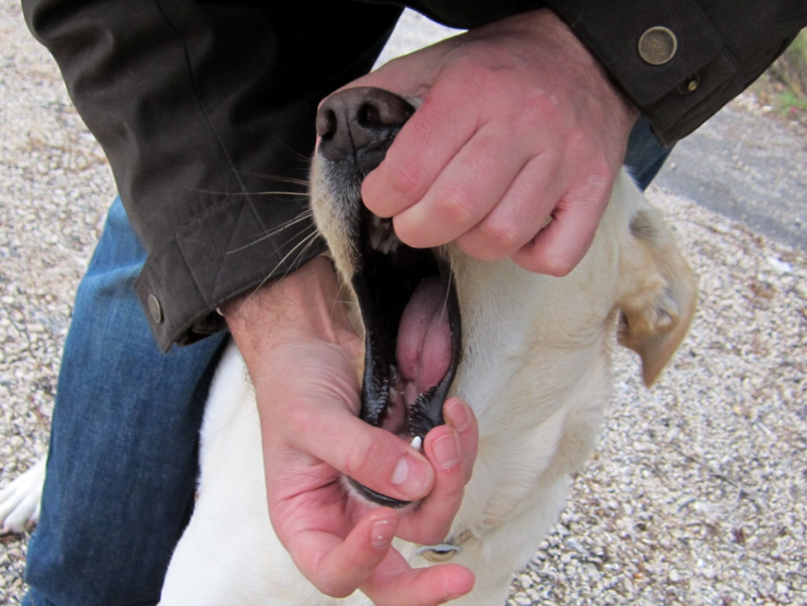 Bij deze hond moest de halve tong geamputeerd worden na contact met brandharen (foto: Silvia Hellingman)