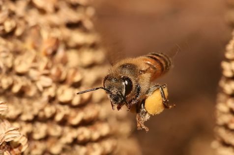 Europese honingbij met pollen (foto: Muhammad Mahdi Karim)