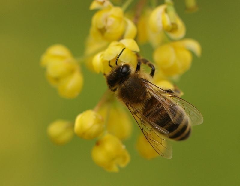 Eén maiskorrel die met neonicotinoïden bespoten wordt, kan de dood betekenen voor 100.000 honingbijen (Foto: Leo Janssen)