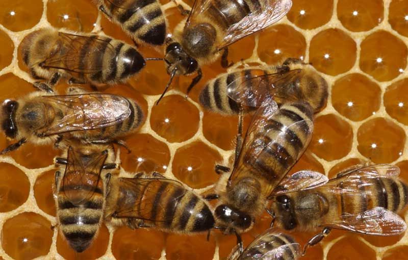 Honingbijen overwinteren als kolonie door zichzelf, en vooral de koningin, warm te houden. (foto: Nicolas Vereecken)