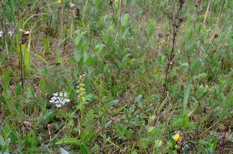 Honingorchis, Lauwersmeergebied (foto: Mark Meijrink)