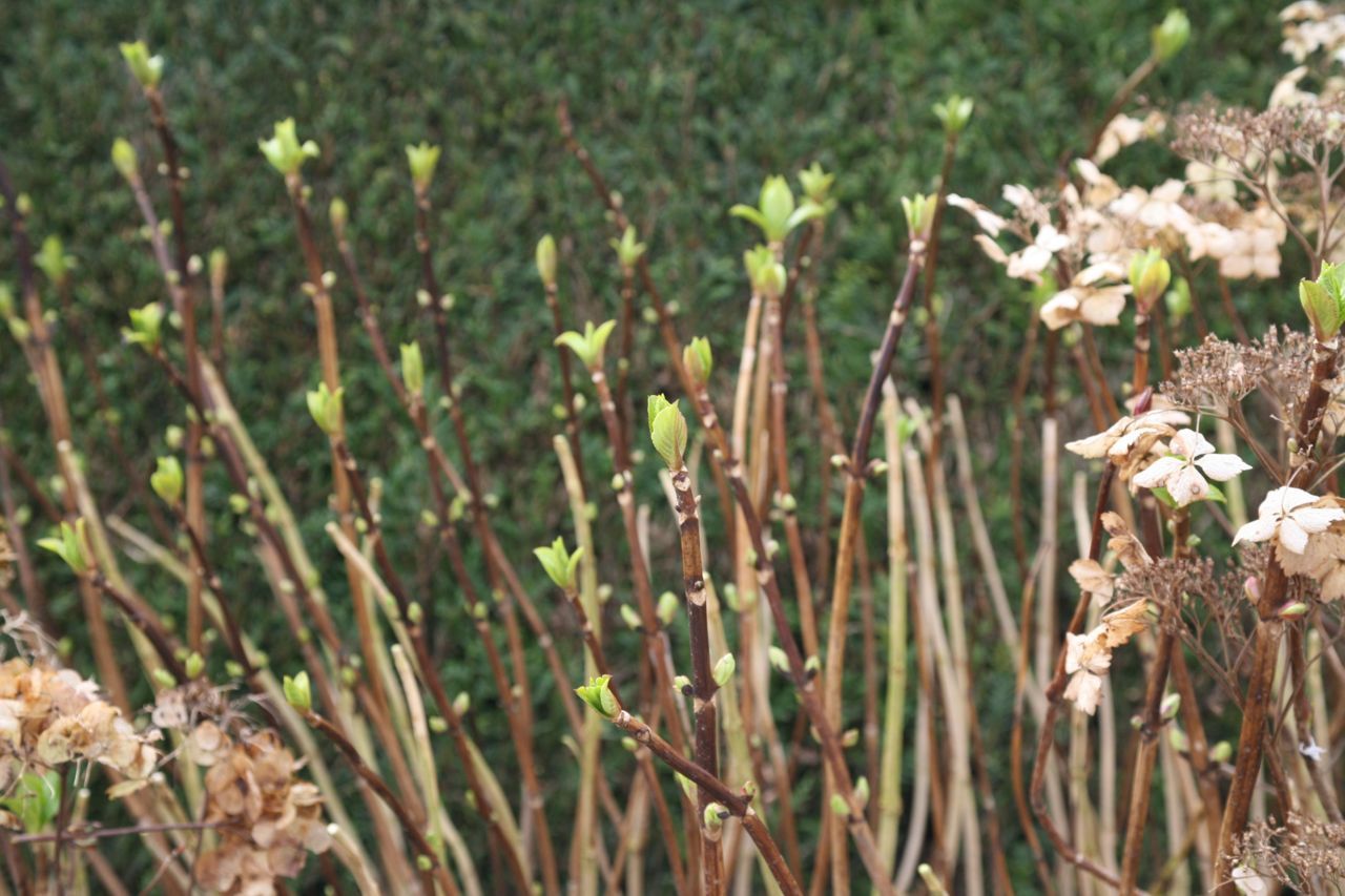 Hortensia op 19 februari 2014 (foto: De Tuinen van Appeltern)