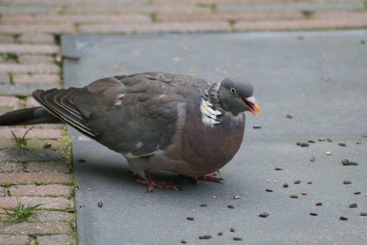 Houtduif (foto: Jasper de Ruiter)