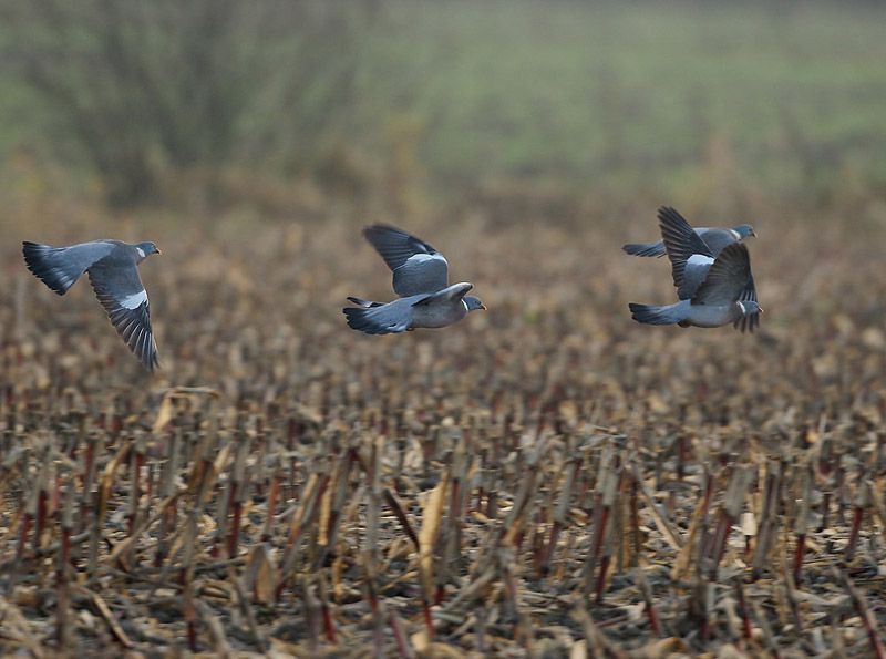 Houtduiven kunnen mede dankzij de maïsteelt makkelijker overwinteren (foto: Leo Janssen)