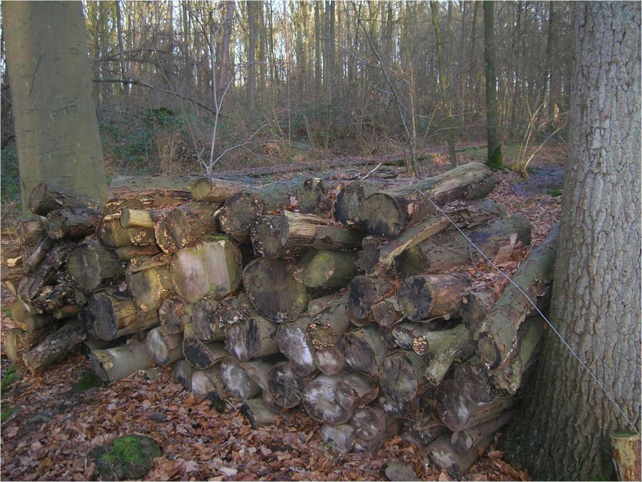 Houtstapels vormen in de natuur een ideale overwinteringsplek voor amfibieën (foto: Dominique Verbelen)